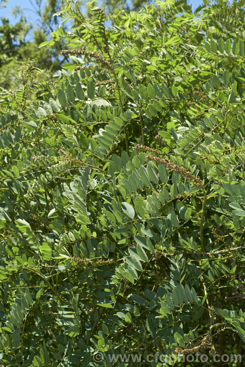 Summer foliage and developing fruits (seedpods</i>) of False Indigo or Bastard Indigo (<i>Amorpha fruticosa</i>), a summer-flowering North American deciduous shrub to 4m tall Its narrow, deep purple flower spikes are very distinctive. Order: Fabales, Family: Fabaceae