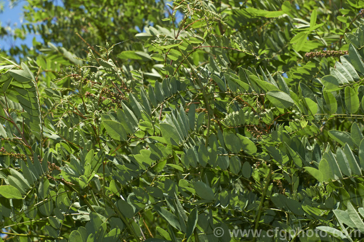 Summer foliage and developing fruits (seedpods</i>) of False Indigo or Bastard Indigo (<i>Amorpha fruticosa</i>), a summer-flowering North American deciduous shrub to 4m tall Its narrow, deep purple flower spikes are very distinctive. Order: Fabales, Family: Fabaceae