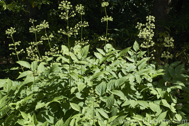 Elk. Clover or Spikenard (<i>Aralia californica</i>), a large-leaved summer-flowering herbaceous perennial native to Oregon and California. It grows to around 3m tall and it stems are thornless. Small purple-black fruits follow the greenish white flowerheads. Order: Apiales, Family: Araliaceae