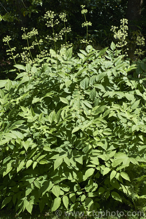 Elk. Clover or Spikenard (<i>Aralia californica</i>), a large-leaved summer-flowering herbaceous perennial native to Oregon and California. It grows to around 3m tall and it stems are thornless. Small purple-black fruits follow the greenish white flowerheads. Order: Apiales, Family: Araliaceae