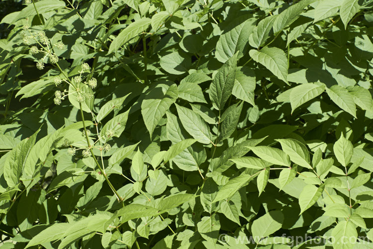 Elk. Clover or Spikenard (<i>Aralia californica</i>), a large-leaved summer-flowering herbaceous perennial native to Oregon and California. It grows to around 3m tall and it stems are thornless. Small purple-black fruits follow the greenish white flowerheads. Order: Apiales, Family: Araliaceae