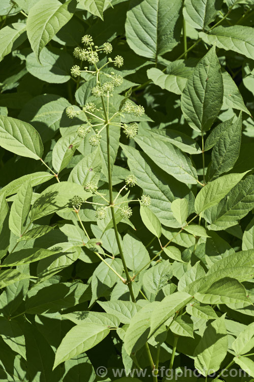 Elk. Clover or Spikenard (<i>Aralia californica</i>), a large-leaved summer-flowering herbaceous perennial native to Oregon and California. It grows to around 3m tall and it stems are thornless. Small purple-black fruits follow the greenish white flowerheads. Order: Apiales, Family: Araliaceae