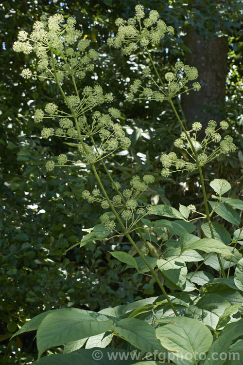 Elk. Clover or Spikenard (<i>Aralia californica</i>), a large-leaved summer-flowering herbaceous perennial native to Oregon and California. It grows to around 3m tall and it stems are thornless. Small purple-black fruits follow the greenish white flowerheads. Order: Apiales, Family: Araliaceae