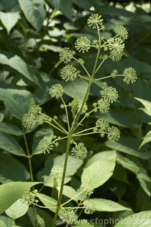 Elk. Clover or Spikenard (<i>Aralia californica</i>), a large-leaved summer-flowering herbaceous perennial native to Oregon and California. It grows to around 3m tall and it stems are thornless. Small purple-black fruits follow the greenish white flowerheads. Order: Apiales, Family: Araliaceae