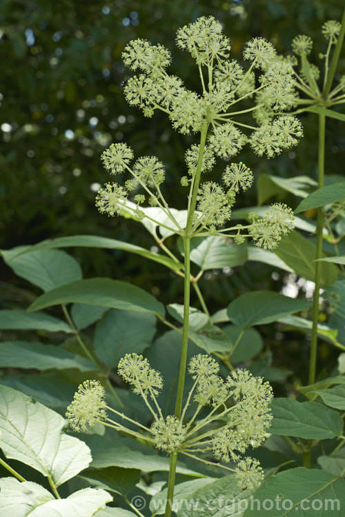 Elk. Clover or Spikenard (<i>Aralia californica</i>), a large-leaved summer-flowering herbaceous perennial native to Oregon and California. It grows to around 3m tall and it stems are thornless. Small purple-black fruits follow the greenish white flowerheads. Order: Apiales, Family: Araliaceae