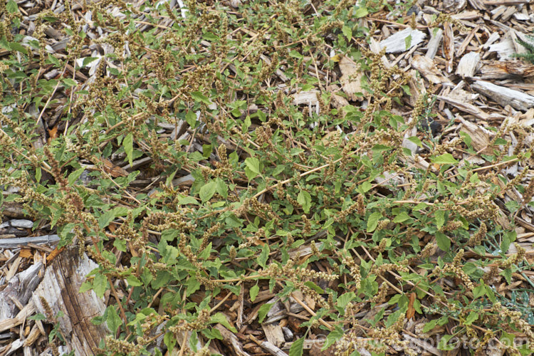 Argentina. Amaranth, Prostrate Amaranth or Perennial. Pigweed (<i>Amaranthus deflexus</i>), a low, spreading perennial that has become a weed in many areas. Originally native to warm temperate and subtropical South America, it has become widely established and has a high natural resistance to herbicides. Order: Caryophyllales, Family: Amaranthaceae