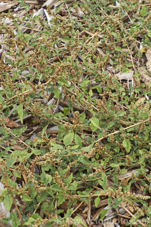 Argentina. Amaranth, Prostrate Amaranth or Perennial. Pigweed (<i>Amaranthus deflexus</i>), a low, spreading perennial that has become a weed in many areas. Originally native to warm temperate and subtropical South America, it has become widely established and has a high natural resistance to herbicides. Order: Caryophyllales, Family: Amaranthaceae