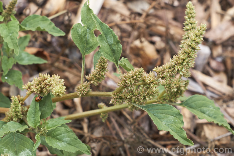 Argentina. Amaranth, Prostrate Amaranth or Perennial. Pigweed (<i>Amaranthus deflexus</i>), a low, spreading perennial that has become a weed in many areas. Originally native to warm temperate and subtropical South America, it has become widely established and has a high natural resistance to herbicides. Order: Caryophyllales, Family: Amaranthaceae