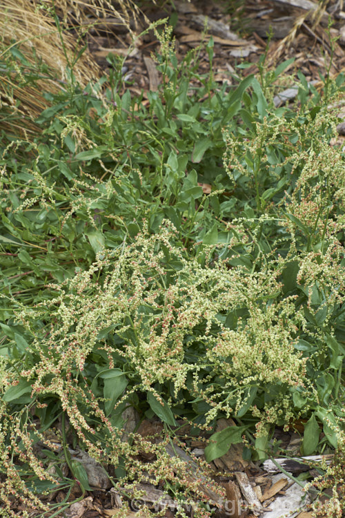 Sheep's Sorrel, Red Sorrel or Sour. Weed (<i>Rumex acetosella</i>), originally native to Eurasia but now widely naturalised, this low, spreading perennial has blunt-tipped arrowhead-shaped leaves and wiry stems with minute red flowers. In light soils, it can spread quite aggressively. Order: Caryophyllales, Family: Polygonaceae