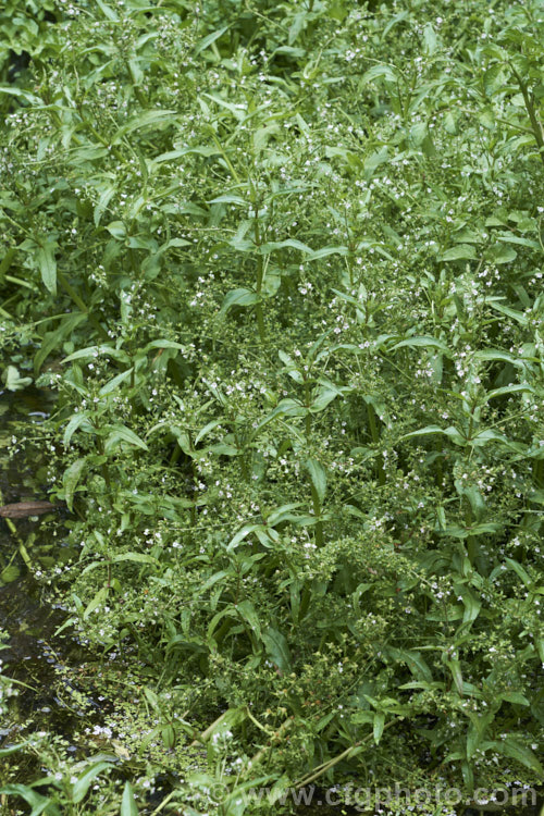 Water. Speedwell or Brook. Pimpernel (<i>Veronica anagallis-aquatica</i>), a marginal pond plant with decumbent stems that strike roots as the spread. It is a perennial that is so widely naturalised that its true native range is difficult to establish. Its spikes of tiny pale blue flowers open in summer. The stems can grow to over 1m tall