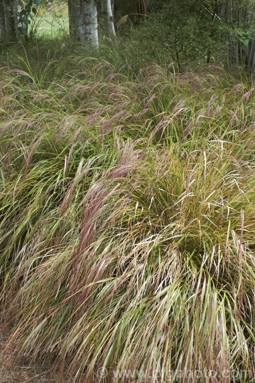 Pheasant's Tail Grass (<i>Anemanthele lessoniana [syns. Oryzopsis lessoniana, Stipa arundinacea]), a fine-leafed, clumping grass with airy, feathery flower and seed heads up to 1m tall It is native to New Zealand and in autumn and winter the foliage will often develop bright bronze to orange-brown tones. Order: Poales, Family: Poaceae