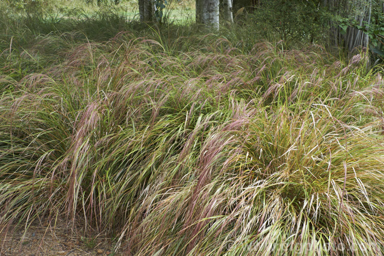 Pheasant's Tail Grass (<i>Anemanthele lessoniana [syns. Oryzopsis lessoniana, Stipa arundinacea]), a fine-leafed, clumping grass with airy, feathery flower and seed heads up to 1m tall It is native to New Zealand and in autumn and winter the foliage will often develop bright bronze to orange-brown tones. Order: Poales, Family: Poaceae