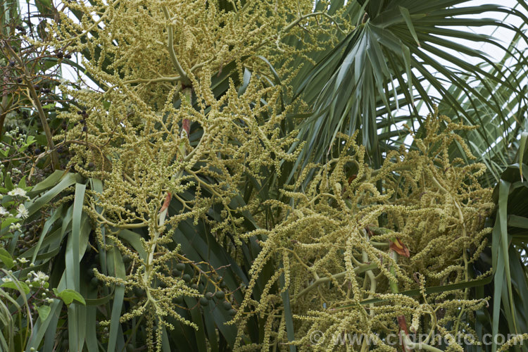 The flower sprays of the Guadalupe Palm (<i>Brahea edulis</i>), a 10m tall fan palm endemic to GuadalupeIsland off the western coast of Mexico. In summer, it produces large sprays of tiny flowers that develop into small, spherical, edible date-like black fruits. Order: Arecales, Family: Arecaceae