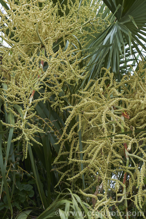 The flower sprays of the Guadalupe Palm (<i>Brahea edulis</i>), a 10m tall fan palm endemic to GuadalupeIsland off the western coast of Mexico. In summer, it produces large sprays of tiny flowers that develop into small, spherical, edible date-like black fruits. Order: Arecales, Family: Arecaceae