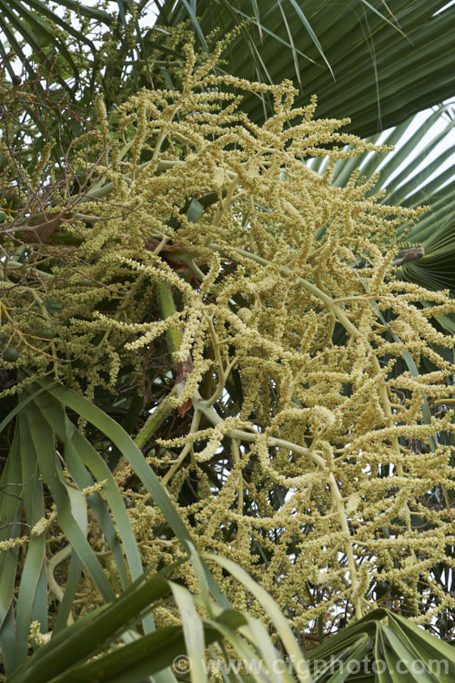 The flower sprays of the Guadalupe Palm (<i>Brahea edulis</i>), a 10m tall fan palm endemic to GuadalupeIsland off the western coast of Mexico. In summer, it produces large sprays of tiny flowers that develop into small, spherical, edible date-like black fruits. Order: Arecales, Family: Arecaceae