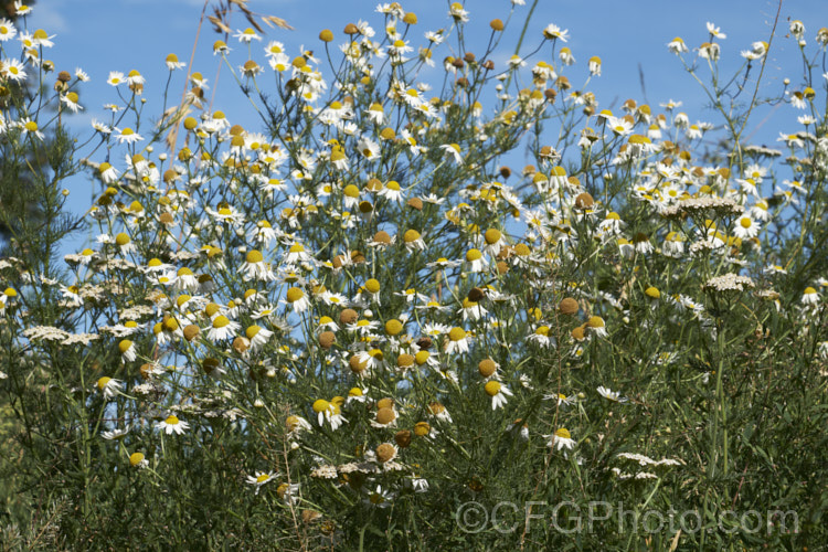 Scentless. Chamomile or Scentless. Mayweed (<i>Tripleurospermum inodorum [syn. Matricaria inodora]), an annual or short-lived perennial originally native to Eurasia but now widely naturalised in the temperate zones. In many places it is considered to be a weed, usually of waste ground. Without very close examination, it can be very difficult to differentiate between the various. Anthemis, Chamaemelum, Matricaria, Tripleurospermum. The dome-shaped rather than conical receptacles of the mature flowerheads, as seen here, are one of the identifying characteristics of Tripleurospermum inodorum. tripleurospermum-3530htm'>Tripleurospermum.