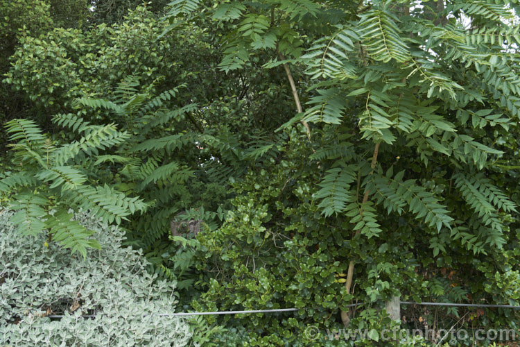 The Tree of Heaven (<i>Ailanthus altissima</i>) is a deciduous tree, up to 30m tall, native to western China. It is very quick-growing when young and as can be seen here, it often presents a problem in cultivation by producing vigorous suckers. Here, a mature tree that has been cut down is reshooting strongly from the base. These suckers can appear several metres from the main trunk. ailanthus-2270htm'>Ailanthus. <a href='simaroubaceae-plant-family-photoshtml'>Simaroubaceae</a>.