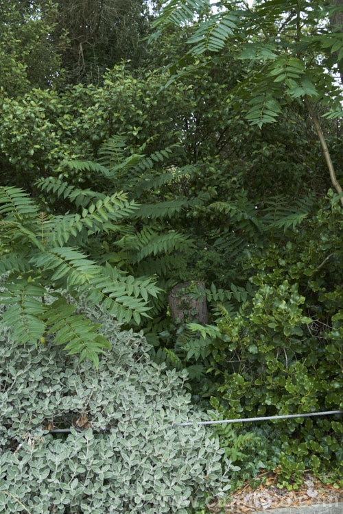 The Tree of Heaven (<i>Ailanthus altissima</i>) is a deciduous tree, up to 30m tall, native to western China. It is very quick-growing when young and as can be seen here, it often presents a problem in cultivation by producing vigorous suckers. Here, a mature tree that has been cut down is reshooting strongly from the base. These suckers can appear several metres from the main trunk. ailanthus-2270htm'>Ailanthus. <a href='simaroubaceae-plant-family-photoshtml'>Simaroubaceae</a>.