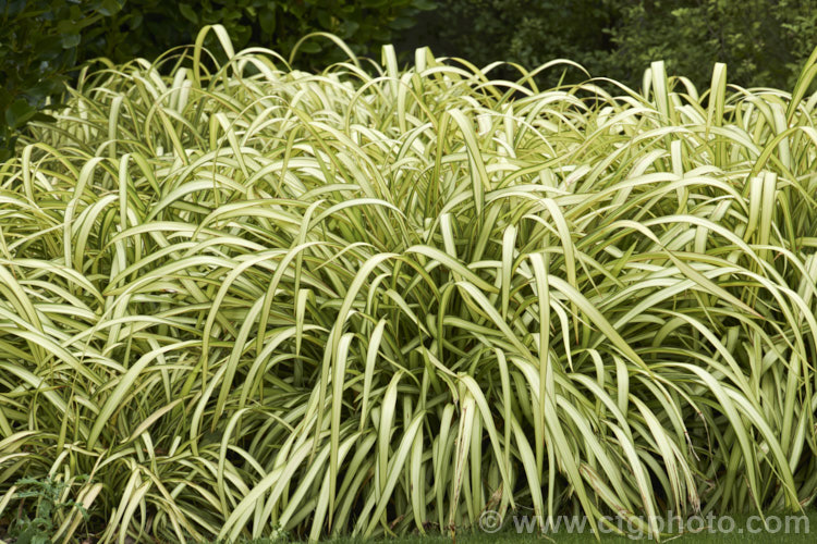 Phormium colensoi (syn. Phormium cookianum</i>) 'Cream Delight', a variegated 12m high x 2m wide cultivar of Mountain flax, one of the New Zealand flax species. Its mid-green leaves have a variable cream centres, often so wide that just a narrow band of green is left along the edge of the leaves. It is easily confused with the very similar but generally considerably smaller. Phormium colensoi. Also, Phormium colensoi has greenish yellow flowers and twisted seed pods, as opposed to the reddish flower and smooth seed pods of Phormium tenax. Order: Asparagales, Family: Asphodelaceae