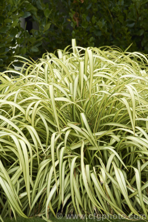 Phormium colensoi (syn. Phormium cookianum</i>) 'Cream Delight', a variegated 12m high x 2m wide cultivar of Mountain flax, one of the New Zealand flax species. Its mid-green leaves have a variable cream centres, often so wide that just a narrow band of green is left along the edge of the leaves. It is easily confused with the very similar but generally considerably smaller. Phormium colensoi. Also, Phormium colensoi has greenish yellow flowers and twisted seed pods, as opposed to the reddish flower and smooth seed pods of Phormium tenax. Order: Asparagales, Family: Asphodelaceae