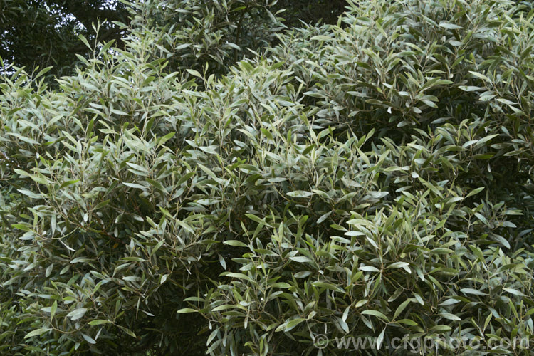 The young foliage of the Blackwood (<i>Acacia melanoxylon</i>) while it still has its thin covering of silvery bronze indumentum, which soon wears off to reveal the dark green phyllodes. This Tasmanian tree grows to around 30m tall and is an important timber tree that is also coppiced to provide firewood. Order: Fabales, Family: Fabaceae