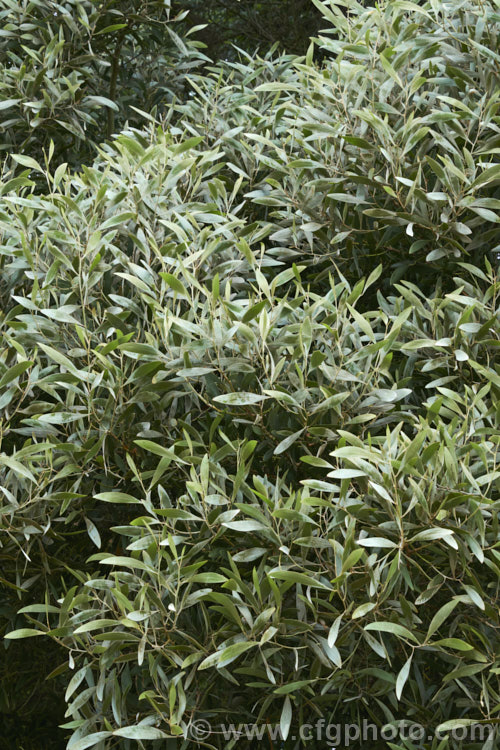 The young foliage of the Blackwood (<i>Acacia melanoxylon</i>) while it still has its thin covering of silvery bronze indumentum, which soon wears off to reveal the dark green phyllodes. This Tasmanian tree grows to around 30m tall and is an important timber tree that is also coppiced to provide firewood. Order: Fabales, Family: Fabaceae