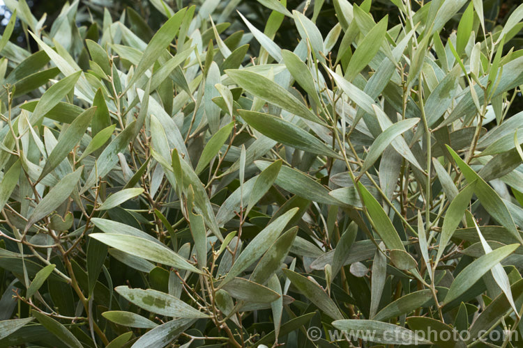 The young foliage of the Blackwood (<i>Acacia melanoxylon</i>) while it still has its thin covering of silvery bronze indumentum, which soon wears off to reveal the dark green phyllodes. This Tasmanian tree grows to around 30m tall and is an important timber tree that is also coppiced to provide firewood. Order: Fabales, Family: Fabaceae