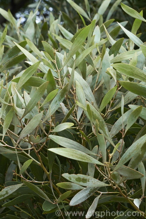 The young foliage of the Blackwood (<i>Acacia melanoxylon</i>) while it still has its thin covering of silvery bronze indumentum, which soon wears off to reveal the dark green phyllodes. This Tasmanian tree grows to around 30m tall and is an important timber tree that is also coppiced to provide firewood. Order: Fabales, Family: Fabaceae