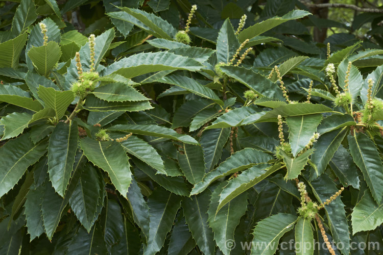 Edible Chestnut or Sweet Chestnut (<i>Castanea sativa</i>) with remnants of the flowers. Chestnuts have separate male and female flowers on the same tree. The long sprays of male flowers soon brown and fall, but the smaller heads of spiky female flowers develop into the familiar spiny nut cases. This 40m tall deciduous tree is native to southern Europe, North Africa and western Asia. castanea-2419htm'>Castanea. Order: Fagales, Family: Fagaceae