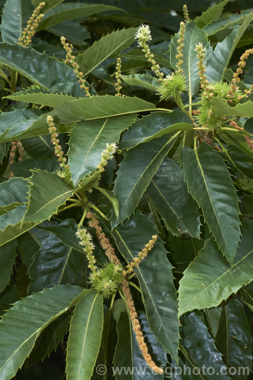 Edible Chestnut or Sweet Chestnut (<i>Castanea sativa</i>) with remnants of the flowers. Chestnuts have separate male and female flowers on the same tree. The long sprays of male flowers soon brown and fall, but the smaller heads of spiky female flowers develop into the familiar spiny nut cases. This 40m tall deciduous tree is native to southern Europe, North Africa and western Asia. castanea-2419htm'>Castanea. Order: Fagales, Family: Fagaceae