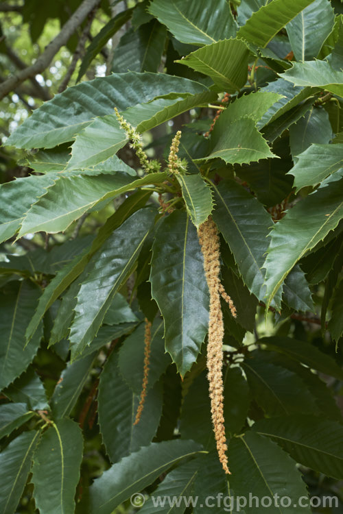 Edible Chestnut or Sweet Chestnut (<i>Castanea sativa</i>) with remnants of the flowers. Chestnuts have separate male and female flowers on the same tree. The long sprays of male flowers soon brown and fall, but the smaller heads of spiky female flowers develop into the familiar spiny nut cases. This 40m tall deciduous tree is native to southern Europe, North Africa and western Asia. castanea-2419htm'>Castanea. Order: Fagales, Family: Fagaceae