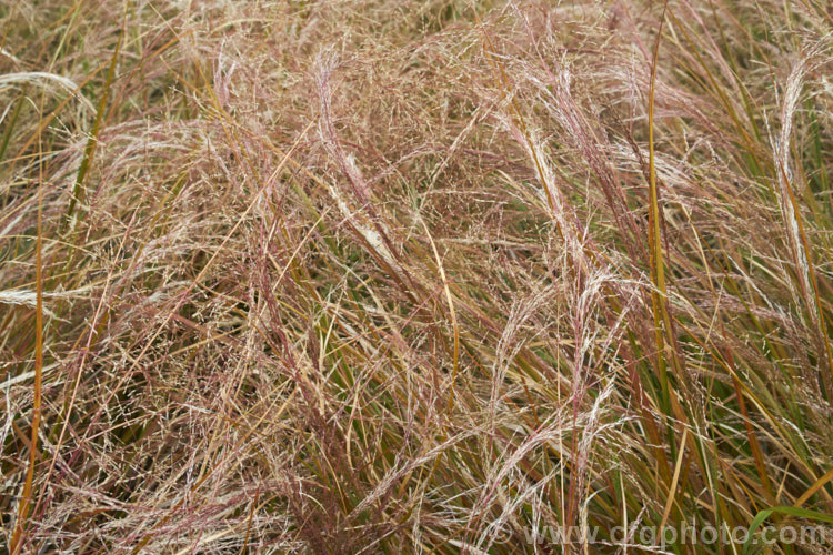 The seedheads of Pheasant's Tail Grass (<i>Anemanthele lessoniana [syns. Oryzopsis lessoniana, Stipa arundinacea]), a fine-leafed, clumping grass with airy, feathery flower and seed heads up to 1m tall It is native to New Zealand and in autumn and winter the foliage will often develop bright bronze to orange-brown tones. Order: Poales, Family: Poaceae