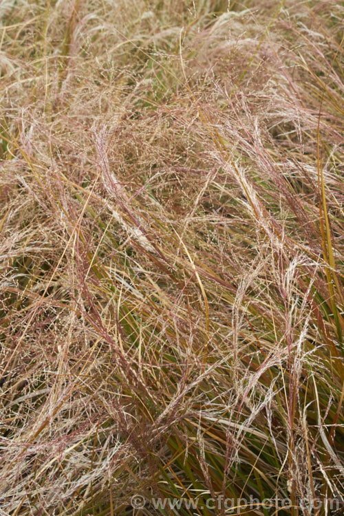 The seedheads of Pheasant's Tail Grass (<i>Anemanthele lessoniana [syns. Oryzopsis lessoniana, Stipa arundinacea]), a fine-leafed, clumping grass with airy, feathery flower and seed heads up to 1m tall It is native to New Zealand and in autumn and winter the foliage will often develop bright bronze to orange-brown tones. Order: Poales, Family: Poaceae