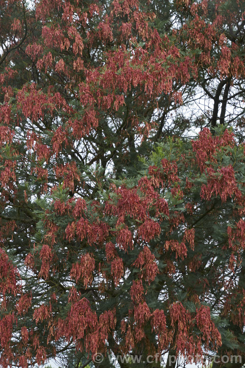 Green Wattle or Black Wattle (<i>Acacia decurrens</i>) in summer, with a heavy crop of seedpods. This a winter- to spring-flowering evergreen tree is native to New South Wales, Australia. It is notable for its deep green bipinnate leaves and bright yellow flowers, and is one of the hardier. Acacia species. Order: Fabales, Family: Fabaceae