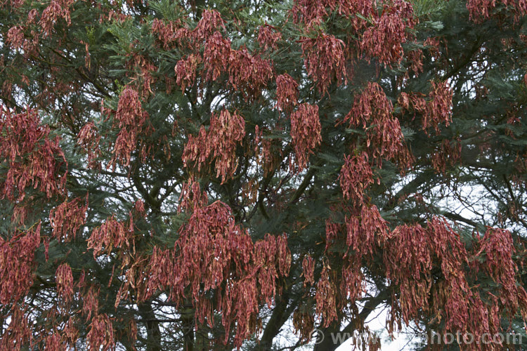 Green Wattle or Black Wattle (<i>Acacia decurrens</i>) in summer, with a heavy crop of seedpods. This a winter- to spring-flowering evergreen tree is native to New South Wales, Australia. It is notable for its deep green bipinnate leaves and bright yellow flowers, and is one of the hardier. Acacia species. Order: Fabales, Family: Fabaceae