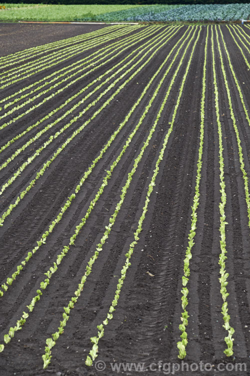 A field of recently planted ruffled leaf or Romaine lettuces. There are many cultivars of this lettuce style but all have strongly ruffled foliage and develop a densely leafy heart. In addition to being field grown, this type of lettuce is also extensively hydroponically cultivated. lactuca-3053htm'>Lactuca.