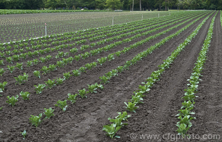 Brassica oleracea - Capitata Group, the typical form of round-headed spring cabbage that matures quickly after planting in late winter