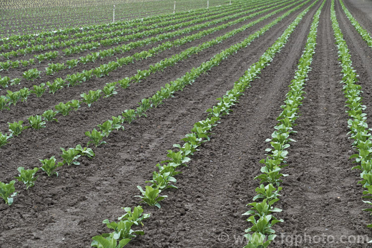 Brassica oleracea - Capitata Group, the typical form of round-headed spring cabbage that matures quickly after planting in late winter