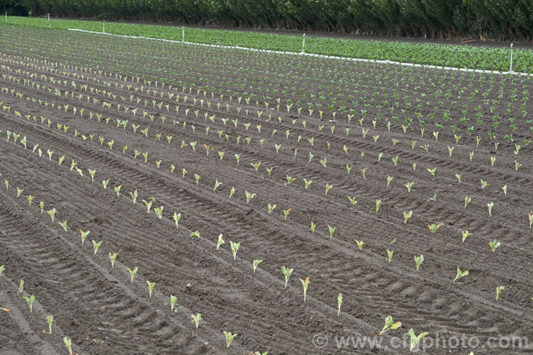 Brassica oleracea - Capitata Group, the typical form of round-headed spring cabbage that matures quickly after planting in late winter