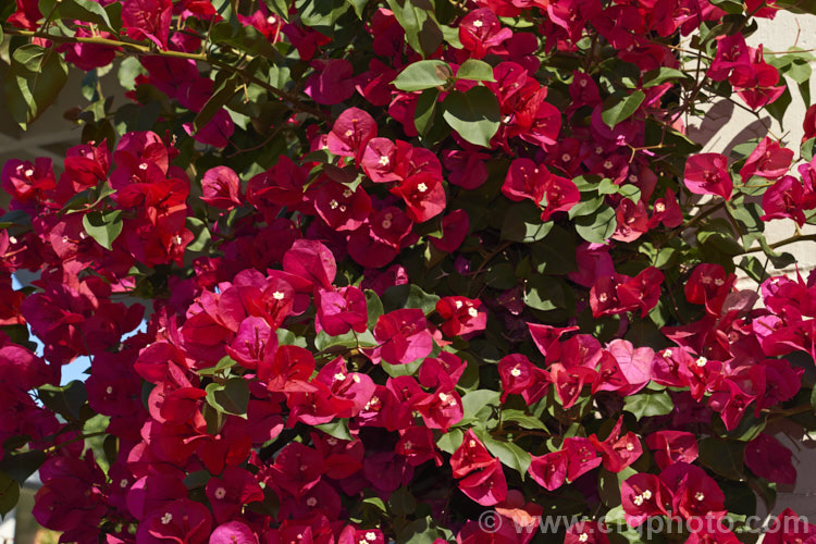 Bougainvillea 'Scarlett. O'Hara' (syns 'San. Diego. Red', Hawaiian. Scarlet'), a vigorous hybrid bougainvillea that flowers throughout the warmer months. In addition to the bright red flower bracts it has bronze new growth. bougainvillea-2413htm'>Bougainvillea. <a href='nyctaginaceae-plant-family-photoshtml'>Nyctaginaceae</a>.