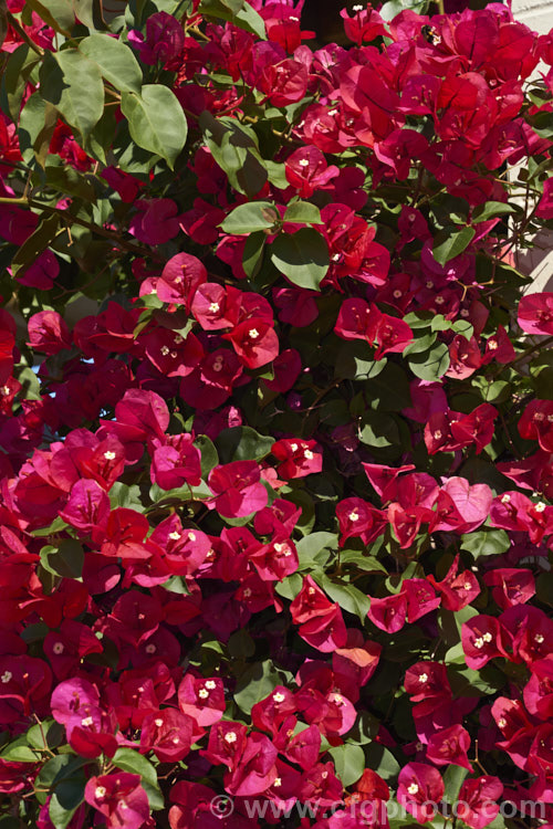 Bougainvillea 'Scarlett. O'Hara' (syns 'San. Diego. Red', Hawaiian. Scarlet'), a vigorous hybrid bougainvillea that flowers throughout the warmer months. In addition to the bright red flower bracts it has bronze new growth. bougainvillea-2413htm'>Bougainvillea. <a href='nyctaginaceae-plant-family-photoshtml'>Nyctaginaceae</a>.