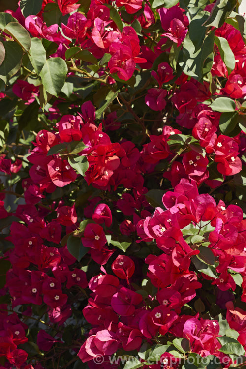 Bougainvillea 'Scarlett. O'Hara' (syns 'San. Diego. Red', Hawaiian. Scarlet'), a vigorous hybrid bougainvillea that flowers throughout the warmer months. In addition to the bright red flower bracts it has bronze new growth. bougainvillea-2413htm'>Bougainvillea. <a href='nyctaginaceae-plant-family-photoshtml'>Nyctaginaceae</a>.