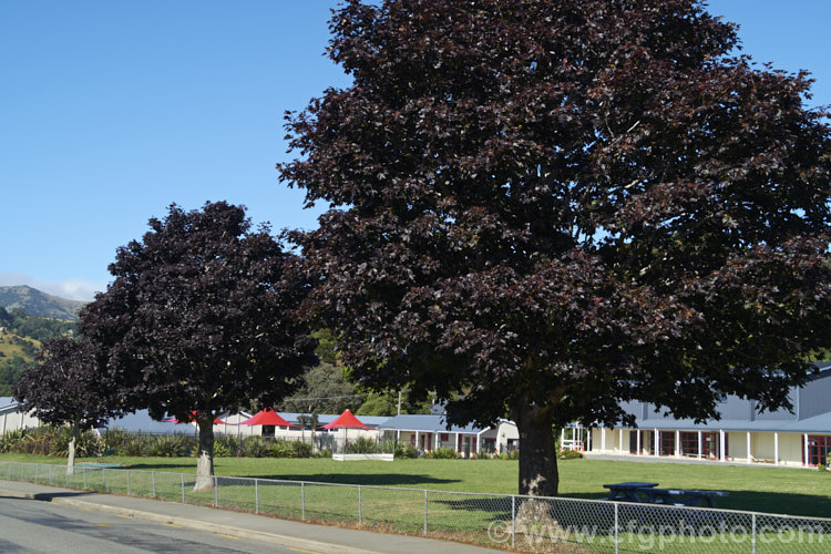 <i>Acer platanoides</i> 'Goldsworth Purple', a purple-leafed form of the Norway Maple developed by Slocock's Nursery of England. Order: Sapindales, Family: Sapindaceae