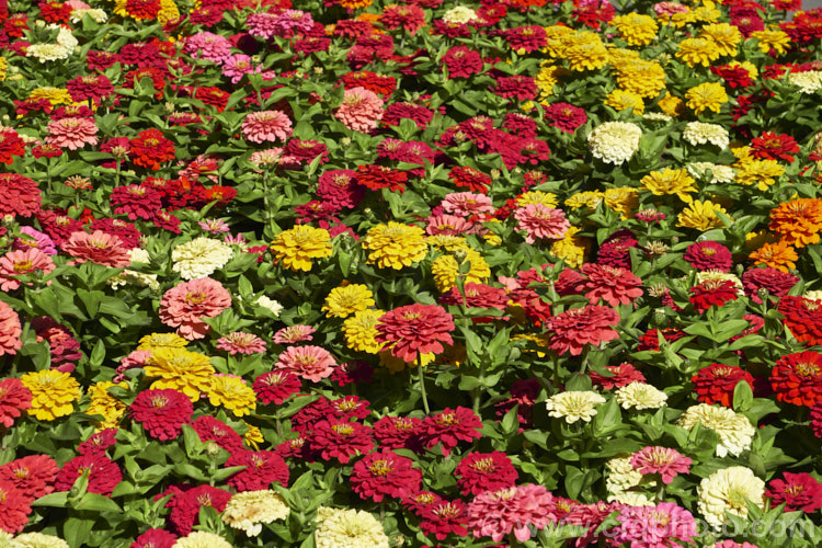 Dwarf double-flowered zinnia (<i>Zinnia elegans 'Distance' mix</i>), these large-flowered dwarf plants are typical of bedding zinnias, with a stocky habit, good rain-resistance and vibrant flower colours. Order: Asterales, Family: Asteraceae