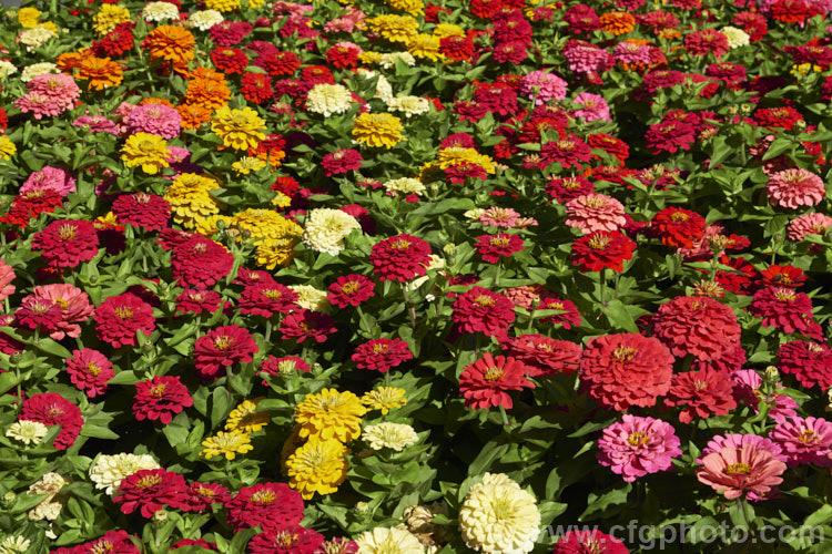 Dwarf double-flowered zinnia (<i>Zinnia elegans 'Distance' mix</i>), these large-flowered dwarf plants are typical of bedding zinnias, with a stocky habit, good rain-resistance and vibrant flower colours. Order: Asterales, Family: Asteraceae