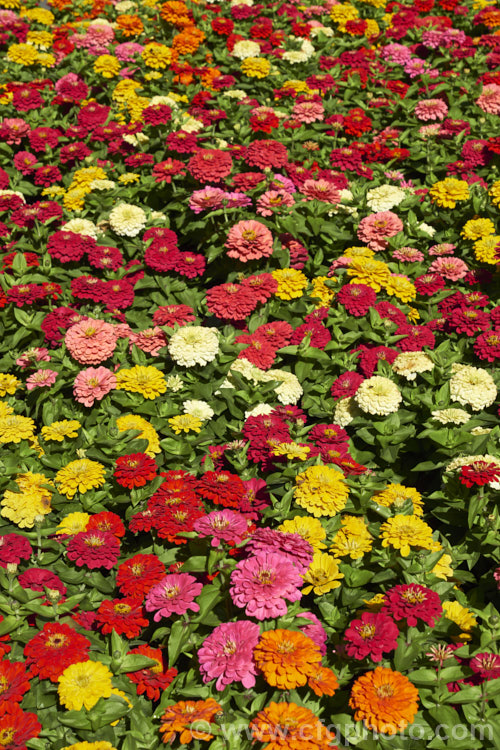 Dwarf double-flowered zinnia (<i>Zinnia elegans 'Distance' mix</i>), these large-flowered dwarf plants are typical of bedding zinnias, with a stocky habit, good rain-resistance and vibrant flower colours. Order: Asterales, Family: Asteraceae