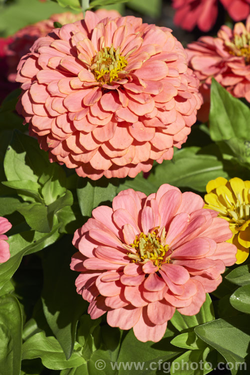 One of the colour forms dwarf double-flowered zinnia (<i>Zinnia elegans 'Distance' mix</i>), these large-flowered dwarf plants are typical of bedding zinnias, with a stocky habit, good rain-resistance and vibrant flower colours. Order: Asterales, Family: Asteraceae