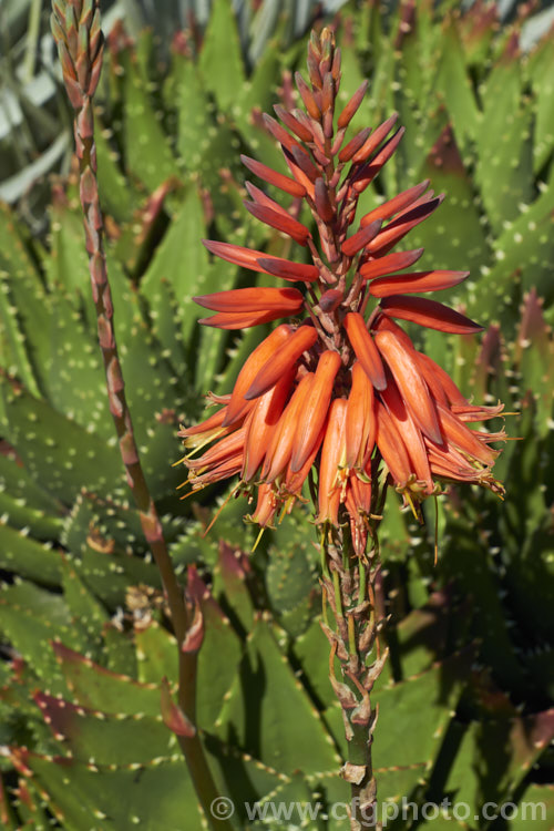 Gold-tooth. Aloe (<i>Aloe perfoliata</i>), a form of the species formerly known as Aloe mitriformis, which has now been incorporated with several other similar species into Aloe perfoliata. It is a low, evergreen, rosette-forming succulent native to the Cape region of South Africa. It is a spreading plant that can eventually grow to around 2m across. The flowers are orange-red and borne on stems up to 40cm tall. The leaves are edged and studded with yellow teeth. Order: Asparagales, Family: Asphodelaceae