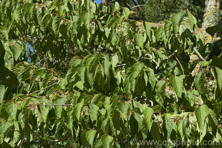 Alangium platanifolium var. macrophyllum, a larger-leafed and broader variety of a Japanese and Korean deciduous tree that can grow to 17m tall It has an attractive tiered growth and habit, with attractive foliage and clusters of small white flowers in summer. alangium-2249htm'>Alangium.