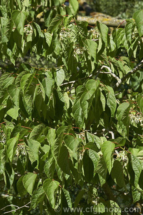 Alangium platanifolium var. macrophyllum, a larger-leafed and broader variety of a Japanese and Korean deciduous tree that can grow to 17m tall It has an attractive tiered growth and habit, with attractive foliage and clusters of small white flowers in summer. alangium-2249htm'>Alangium.